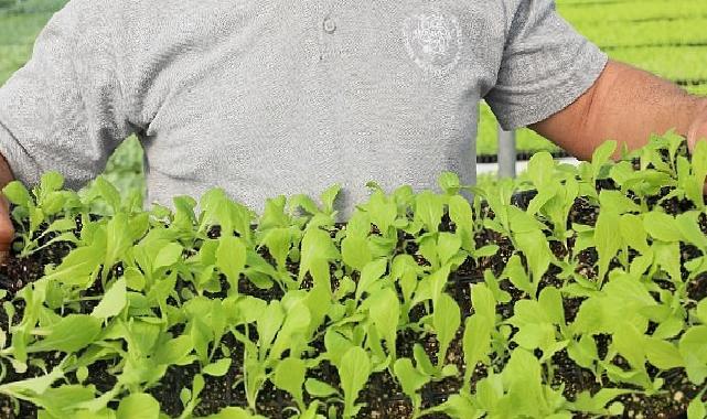 Aydın Büyükşehir Belediyesi yerel tarım ürünlerine sahip çıkıyor