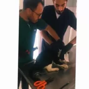 Kartepe’de kedi pimaş parçasından kurtuldu