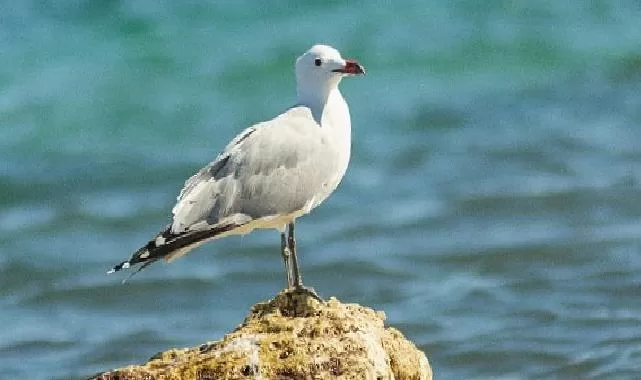 Nesli tehlikedeki Ada Martıları için Türkiye’nin önemi artıyor.