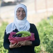 Mahalle bostanında hasat zamanı